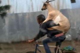 爆料山羊炒作视频,揭秘网络爆红山羊炒作视频背后的真相