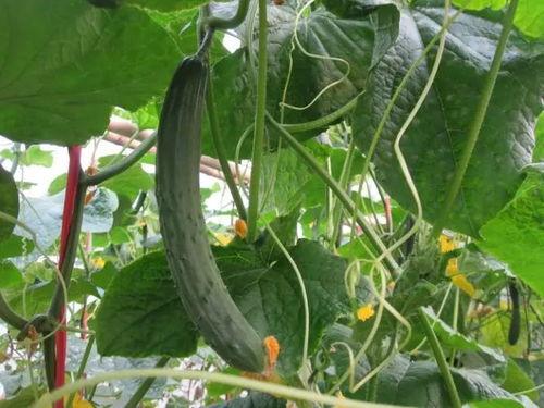 新黄瓜最新爆料视频大全,揭秘幕后真相与精彩瞬间  第3张